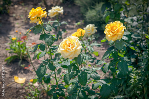 yellow roses growing in the garden 