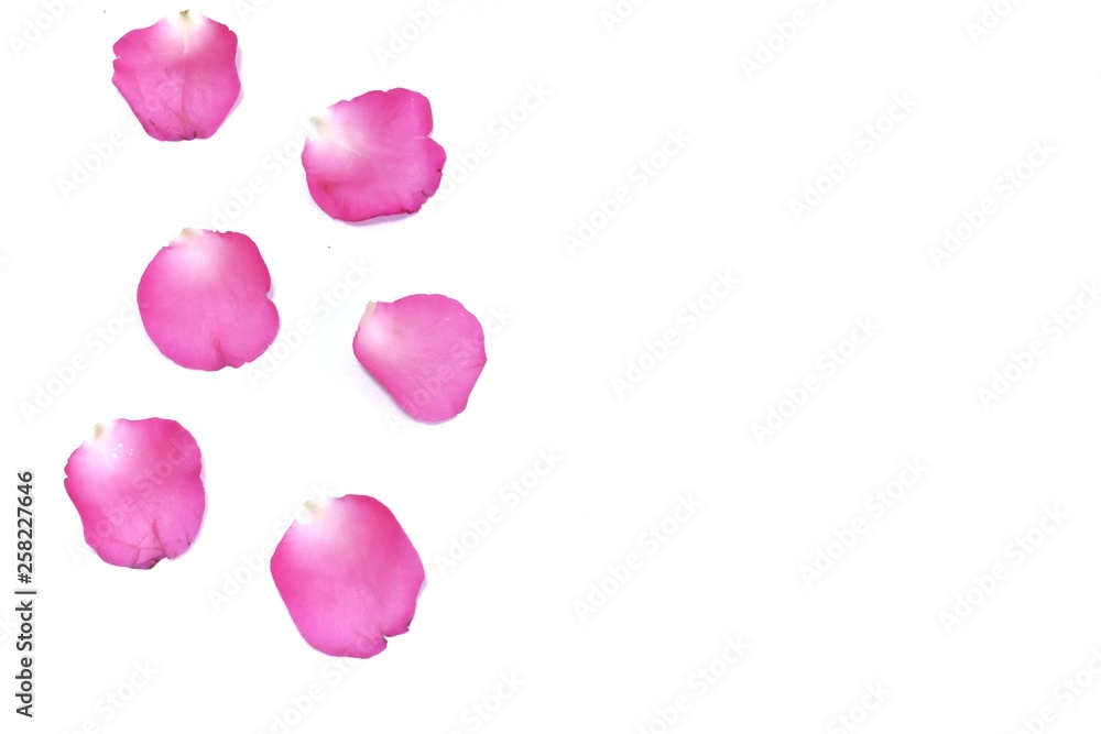 Blurred a row of sweet pink rose corollas on white isolated background 