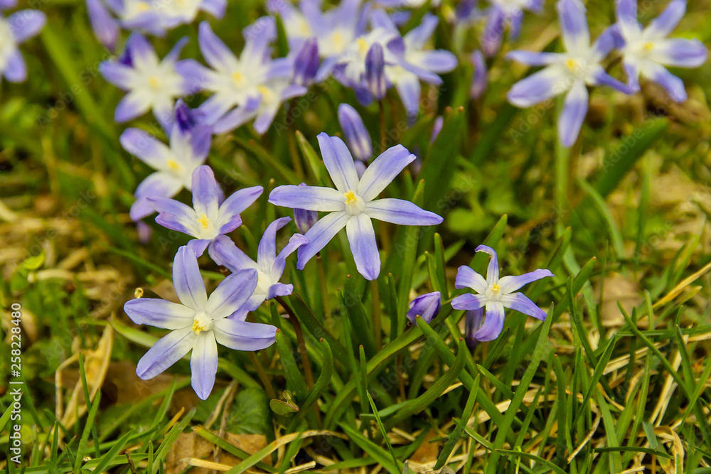 Flowers of Glory of the Snow, Chionodoxa, in spring Flowers of Glory of the Snow, Chionodoxa, in spring