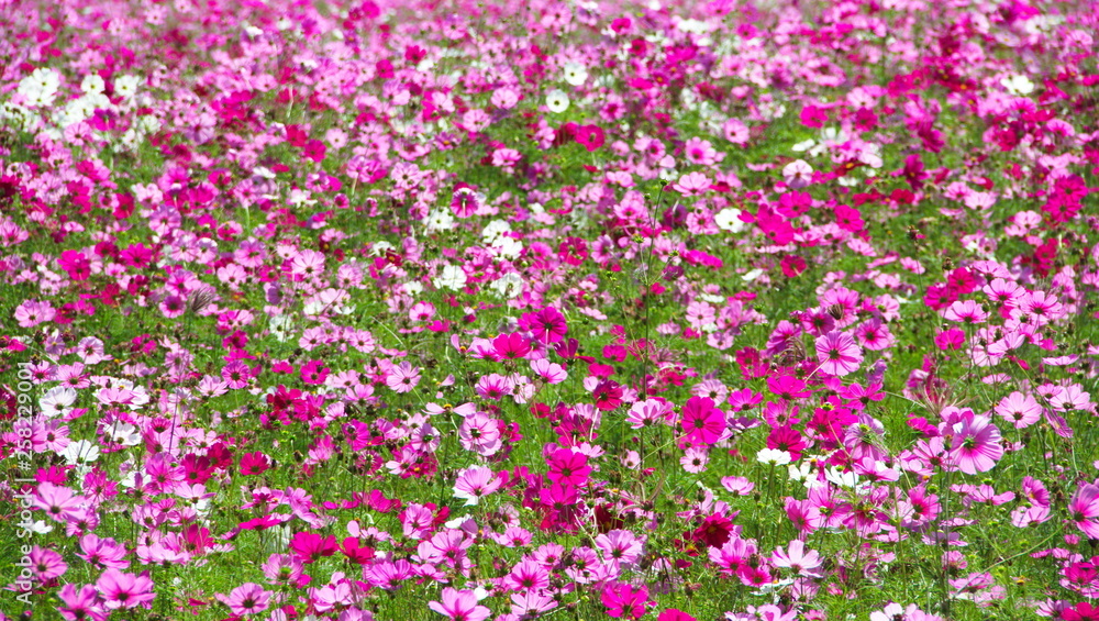 pink flowers in the garden