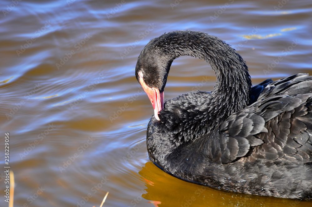 Fototapeta premium The black swan in the park