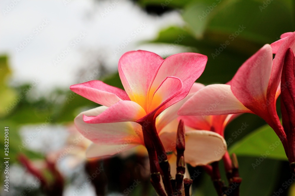pink flower pink flower