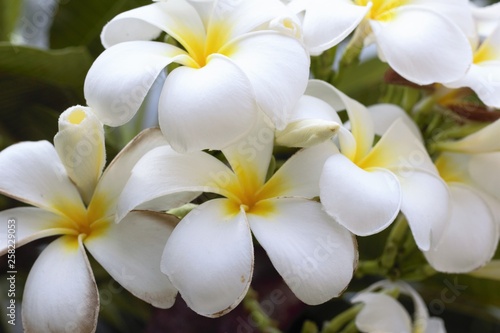 white frangipani flowers on wooden background