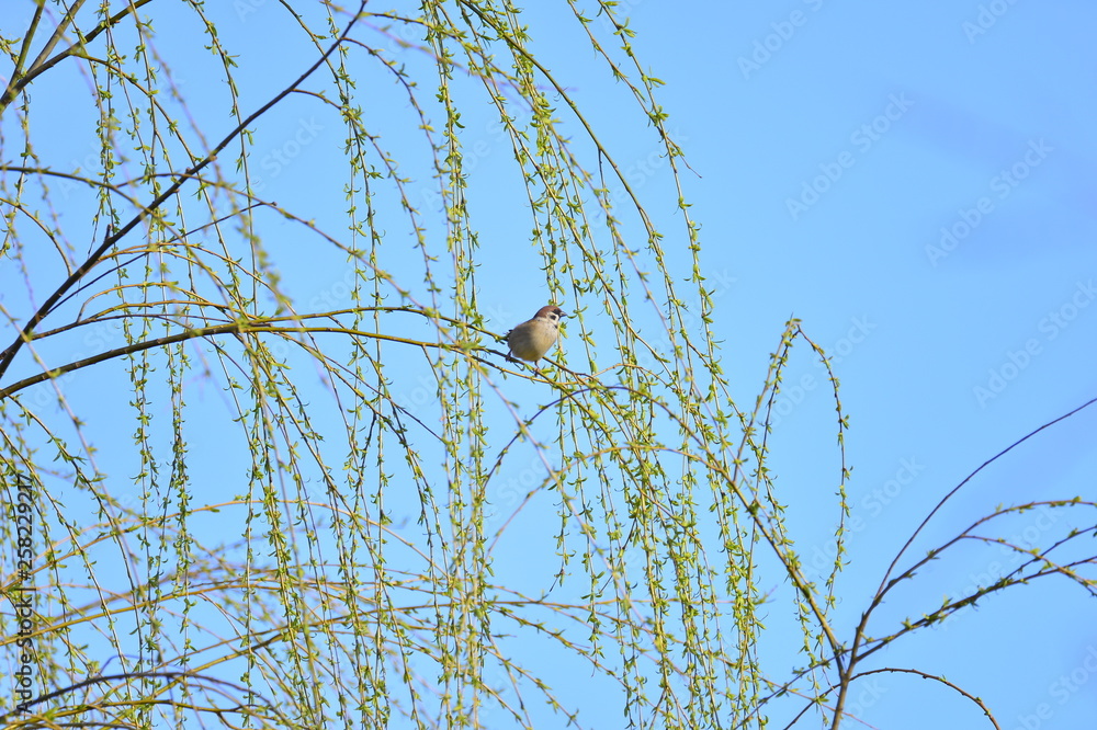 Obraz premium The beauty of the sparrow