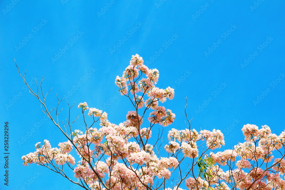 flowers on background of blue sky
