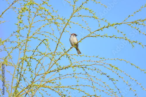 The beauty of the sparrow