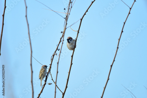 The beauty of the sparrow