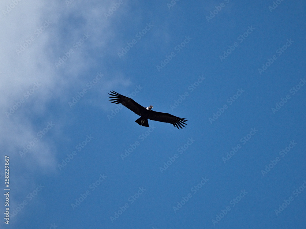 A young Andean condor (vultur gryphus) flying over the Cerro Blanco reserve in Altas Cumbres, Cordoba, Argentina.