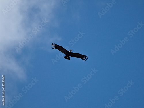 A young Andean condor  vultur gryphus  flying over the Cerro Blanco reserve in Altas Cumbres  Cordoba  Argentina.