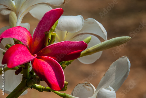 White and red frangipani (Leelawadee) photo