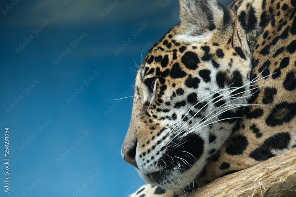 Obraz premium チーター クローズアップ