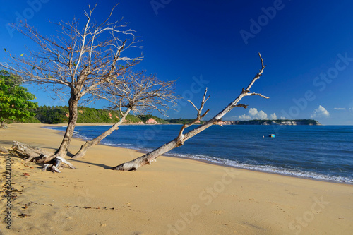 tree on beach