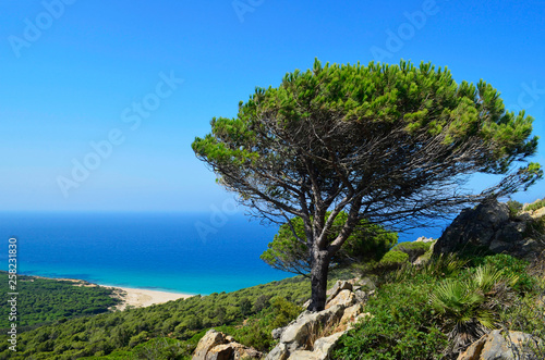 tree on the beach