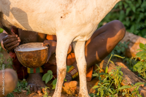 Woman Hamer milking cow photo