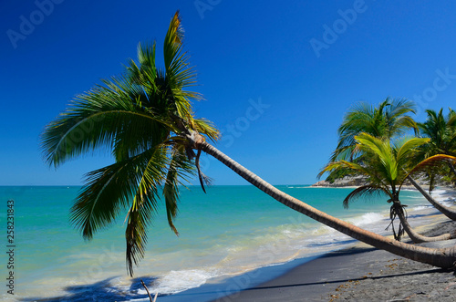 palm tree on the beach