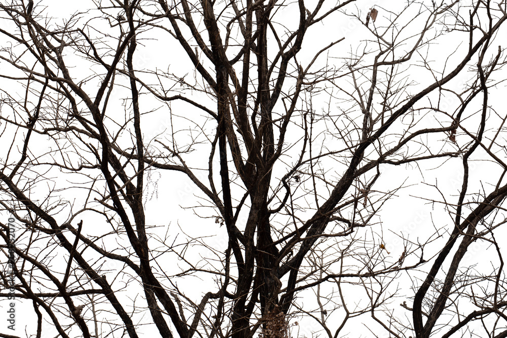 Dead branches , Silhouette dead tree or dry tree on white background with clipping path. Dead branches , Silhouette dead tree or dry tree on white background with clipping path.