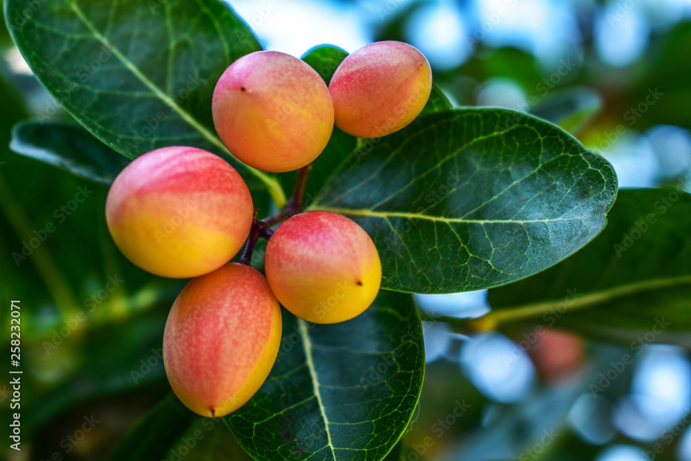 plums on tree plums on tree