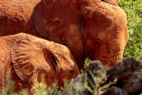 Fotografi Kenya January 2019, safari self driver, red elephant with sadden glance
