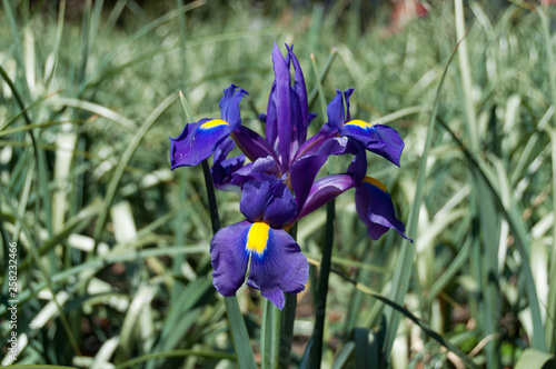 Close up of beautiful iris flower with purple and yellow petals