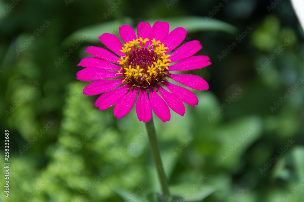 Obraz premium Margarita