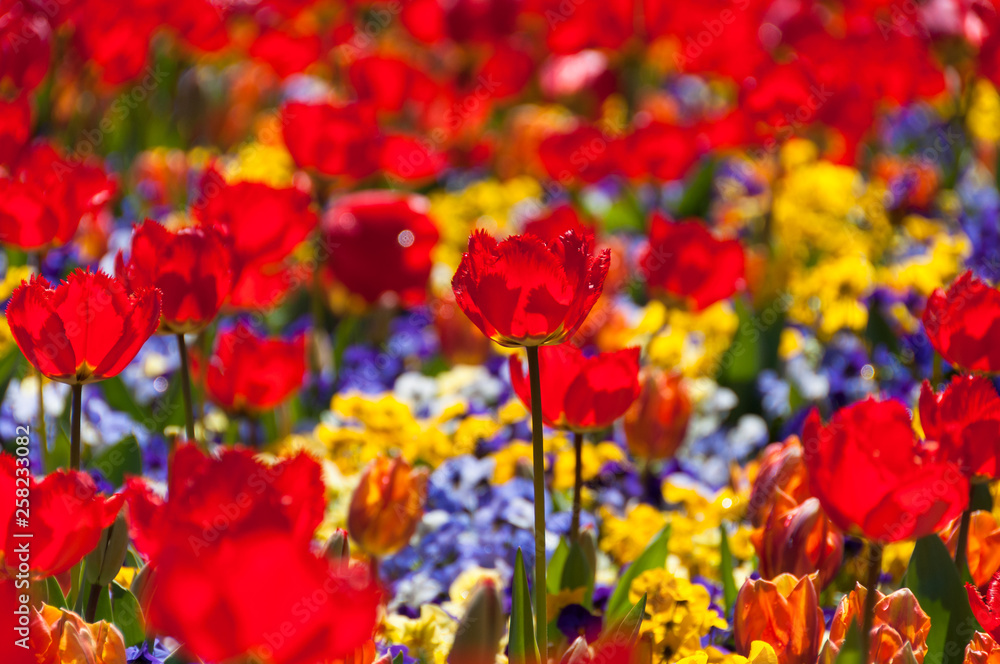 Obraz premium Bright red tulip on a field close up