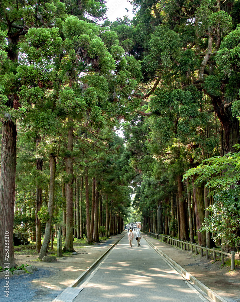Avenue of cedars at Zuiganji in Miyagi, Japan