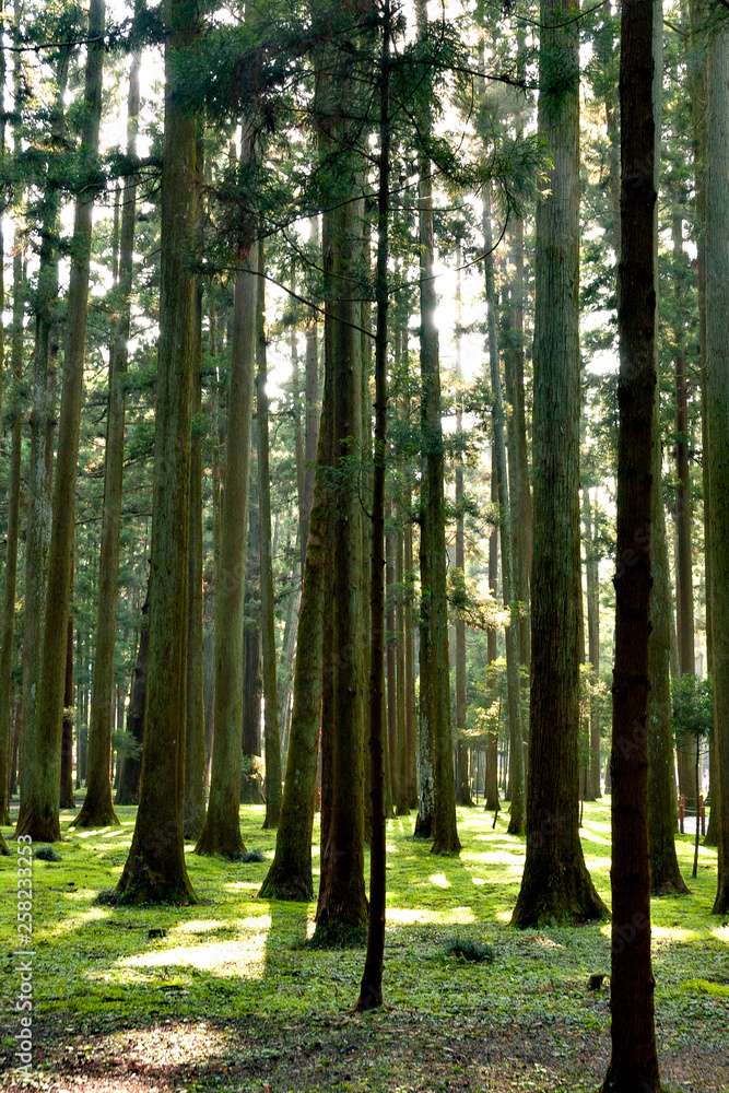 Avenue of cedars at Zuiganji in Miyagi, Japan Avenue of cedars at Zuiganji in Miyagi, Japan