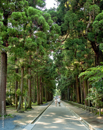 Obraz na płótnie Avenue of cedars at Zuiganji in Miyagi, Japan w salonie