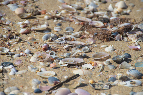 Sea shells scattered along a sandy beach