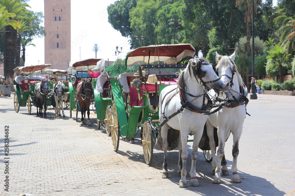 Horses and carts in the of the city of Marrakesh, Morocco 