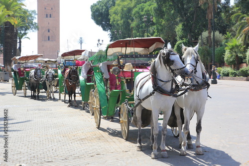 Photography Horses and carts in the of the city of Marrakesh, Morocco