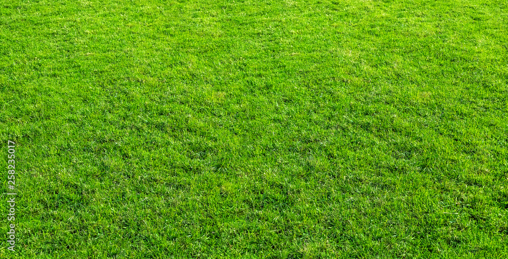 Landscape of grass field in green public park use as natural background or backdrop. Green grass texture from a field. Landscape of grass field in green public park use as natural background or backdrop. Green grass texture from a field.