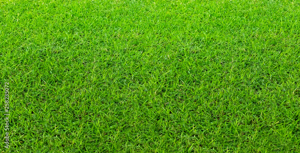 Landscape of grass field in green public park use as natural background or backdrop. Green grass texture from a field. Landscape of grass field in green public park use as natural background or backdrop. Green grass texture from a field.