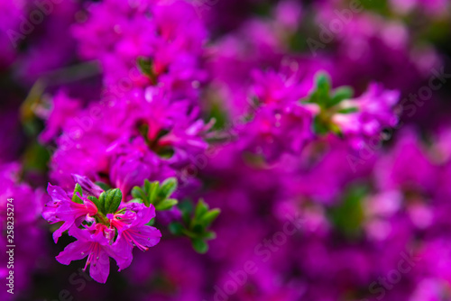Beautiful full bloom colorful Indian Azaleas ( Rhododendron simsii ) flowers in springtime sunny day
