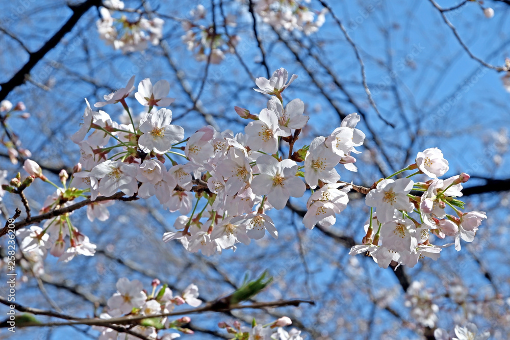 Beautiful white sakura cherry blossom flower in Japan park Beautiful white sakura cherry blossom flower in Japan park