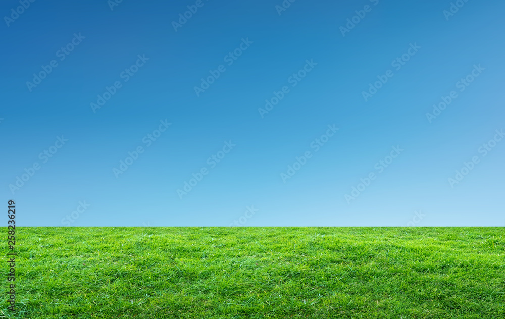 Fototapeta premium Landscape of grass field and green environment park use as natural background. Field of green grass and sky.