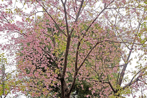 Heart shaped pink sakura cherry blossom flowers and tree