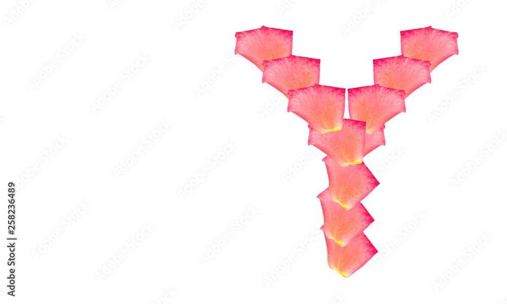 Rose petal letter Y isolated Background created from rose petal on isolated background Rose petal letter Y isolated Background created from rose petal on isolated background