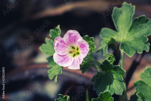 Chatham Island Geranium (Geranium traversii) is a low-growing perennial herb native of the Chatham Islands of New Zealand. photo