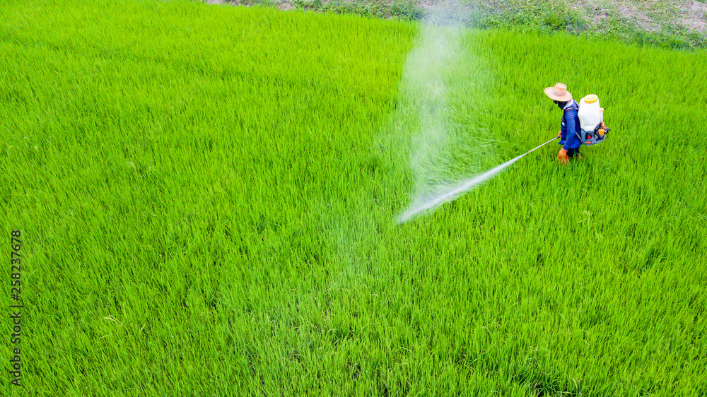 Farmer activity with knapsack sprayer is spray Insecticide into fresh rice farm. Abstract of green and chemical protection. Farmer activity with knapsack sprayer is spray Insecticide into fresh rice farm. Abstract of green and chemical protection.