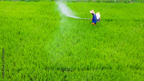 Farmer activity with knapsack sprayer is spray Insecticide into fresh rice farm. Abstract of green and chemical protection.