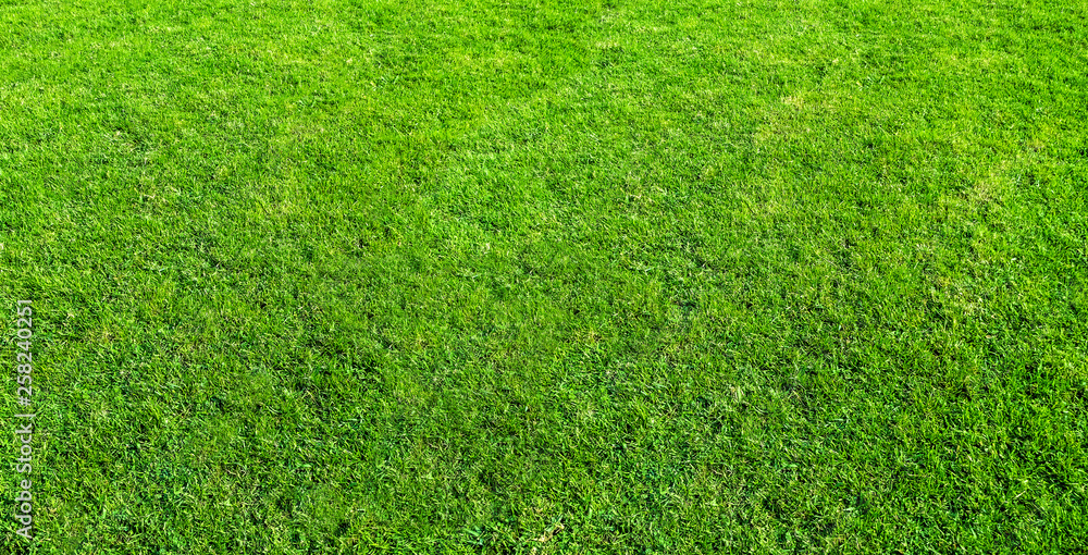 Landscape of grass field in green public park use as natural background or backdrop. Green grass texture from a field. Landscape of grass field in green public park use as natural background or backdrop. Green grass texture from a field.