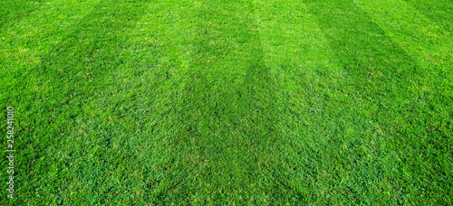Green grass field pattern background for soccer and football sports. Green lawn texture background.