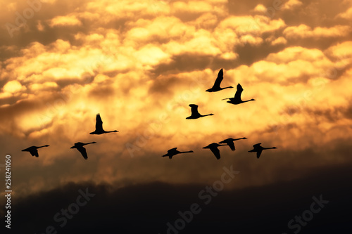 Tundra Swans Flying at Sunrise