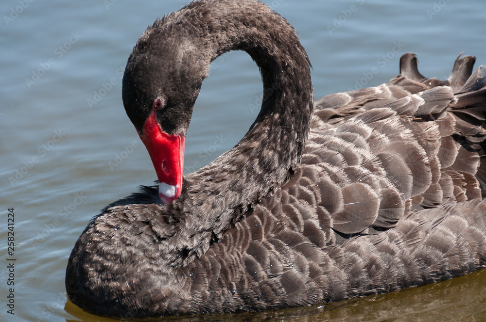 Fototapeta premium Black swan, Cygnus atratus wild bird relaxing on water