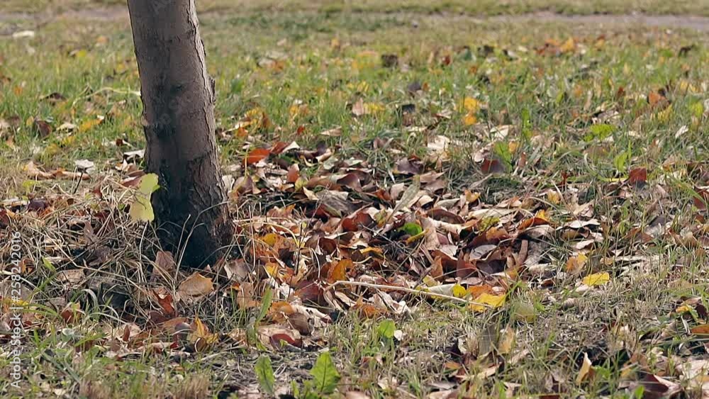 thin green grass with yellow and orange fallen leaves around brown tree trunk sways in light wind on sunny autumn day thin green grass with yellow and orange fallen leaves around brown tree trunk sways in light wind on sunny autumn day