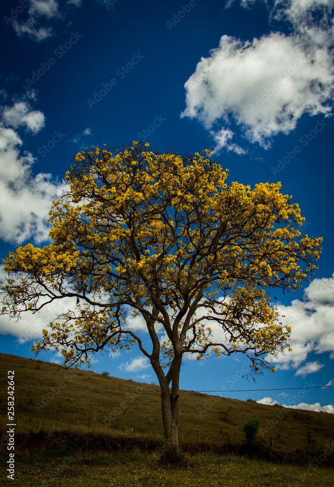 The yellow ipées are large trees typical of the Brazilian cerrado. It stands out for having the flowering in winter, being colored whenever everything around it is dry or colorless. The yellow ipées are large trees typical of the Brazilian cerrado. It stands out for having the flowering in winter, being colored whenever everything around it is dry or colorless.