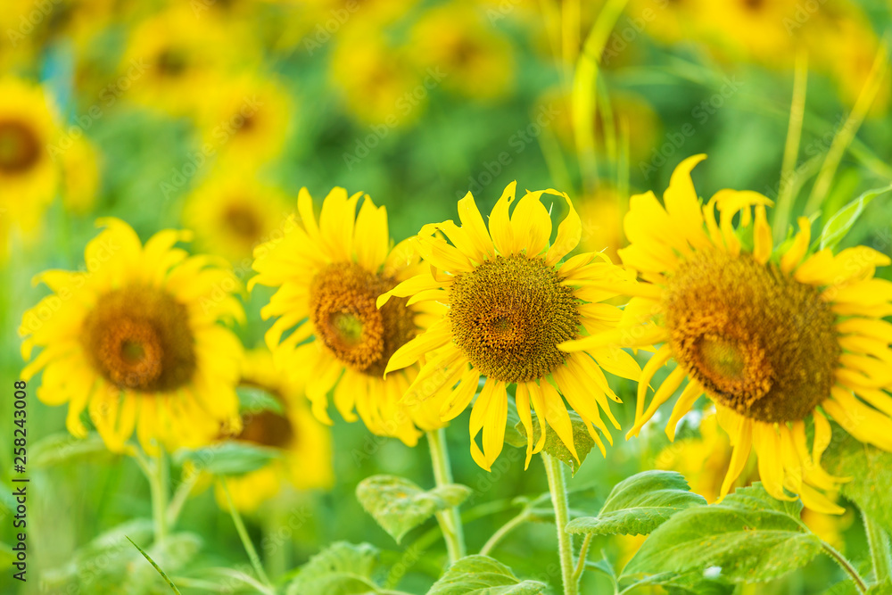 close-up view of sunflower fields green grass background. close-up view of sunflower fields green grass background.