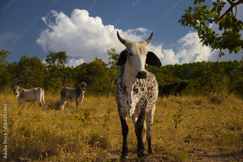 Brazil is one of the largest meat producers in the world, with over 209 million head of cattle