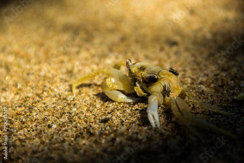 Crab dead in the sand of a beach in Bahia, Brazil